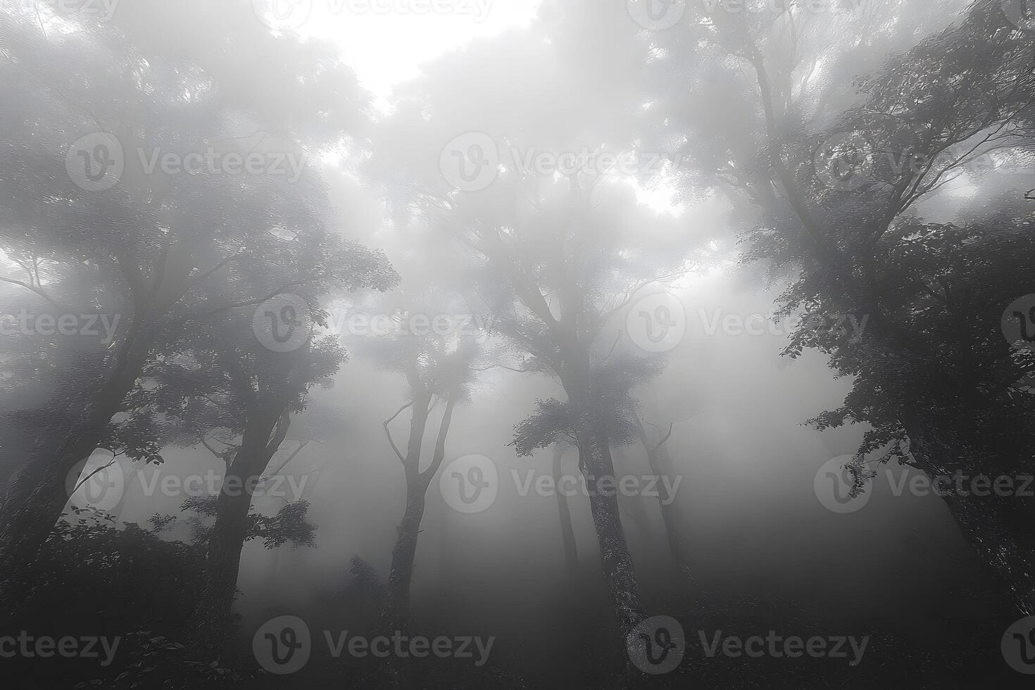 Misty Forest Canopy Enveloped in Fog - Nature's Serene Morning Tranquility photo