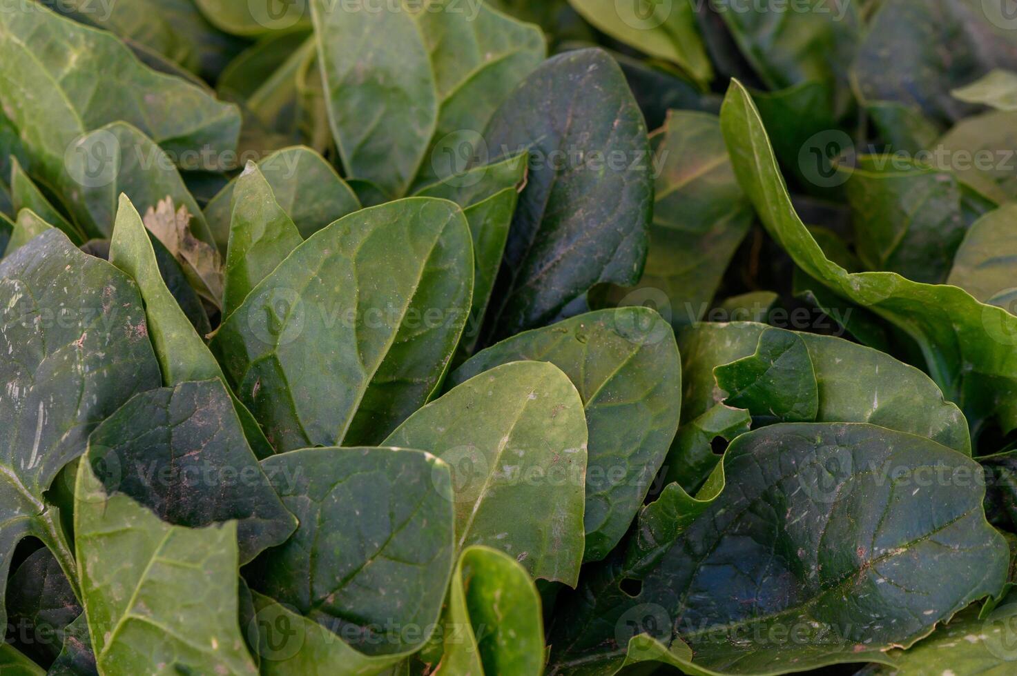 Freshly harvested spinach leaves displayed at a vibrant local market in mid-afternoon sunlight photo