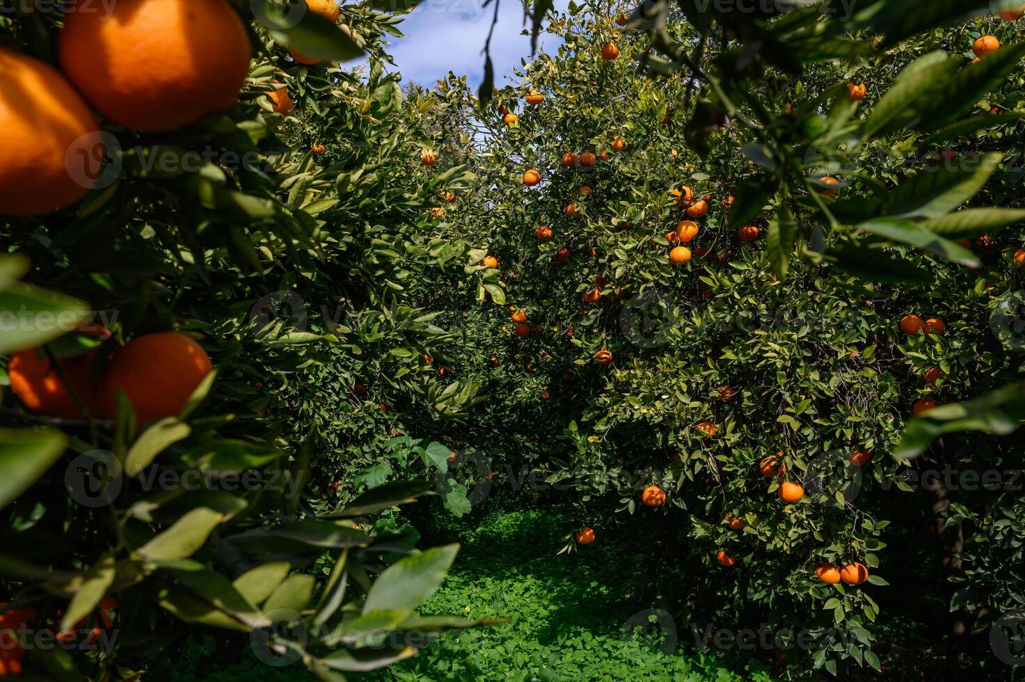 Oranges hang vibrantly among lush green leaves in a sunlit orchard on a warm afternoon photo