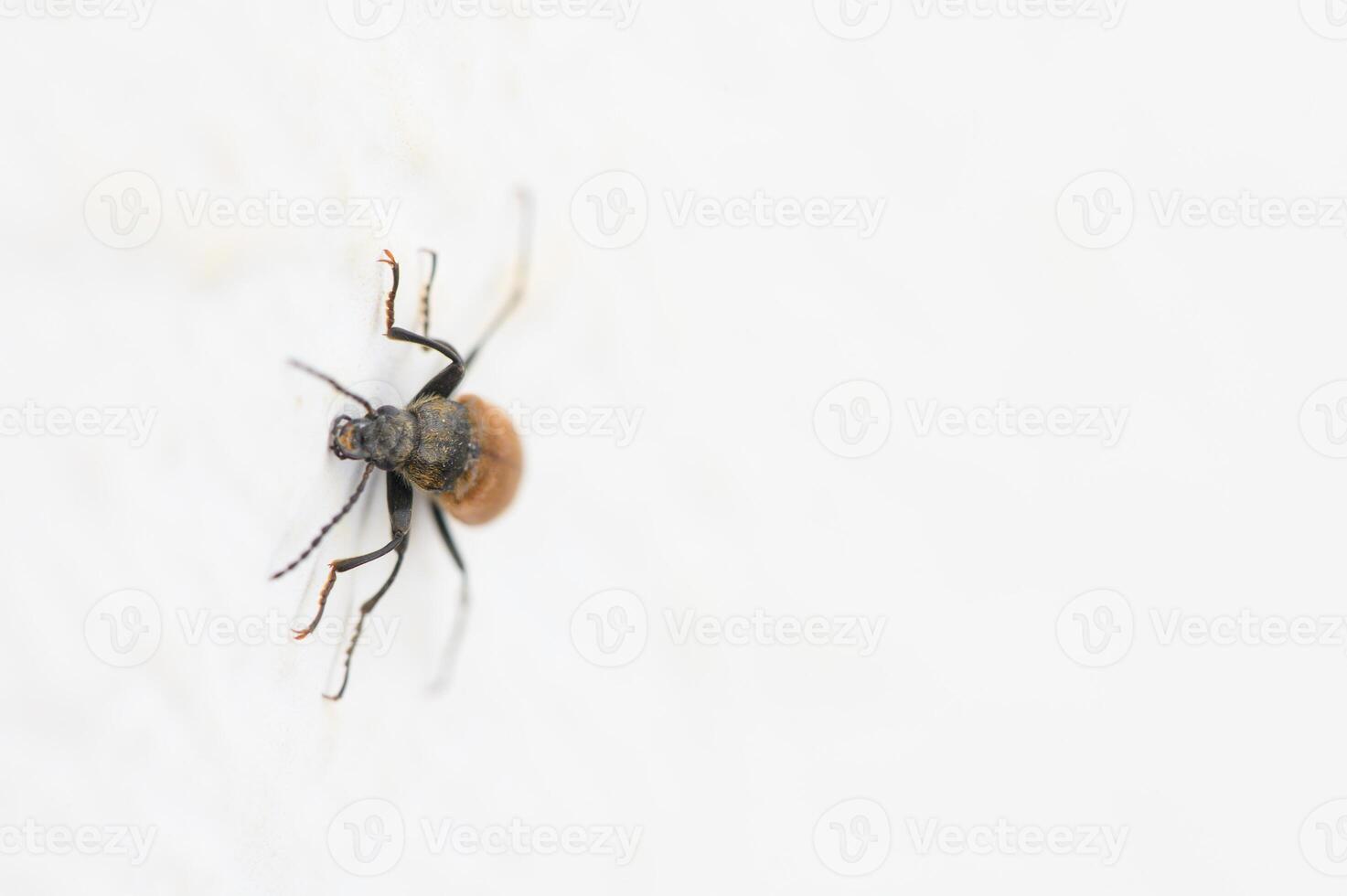 Close-up exploration of a tiny insect crawling across a white surface during bright daylight hours photo