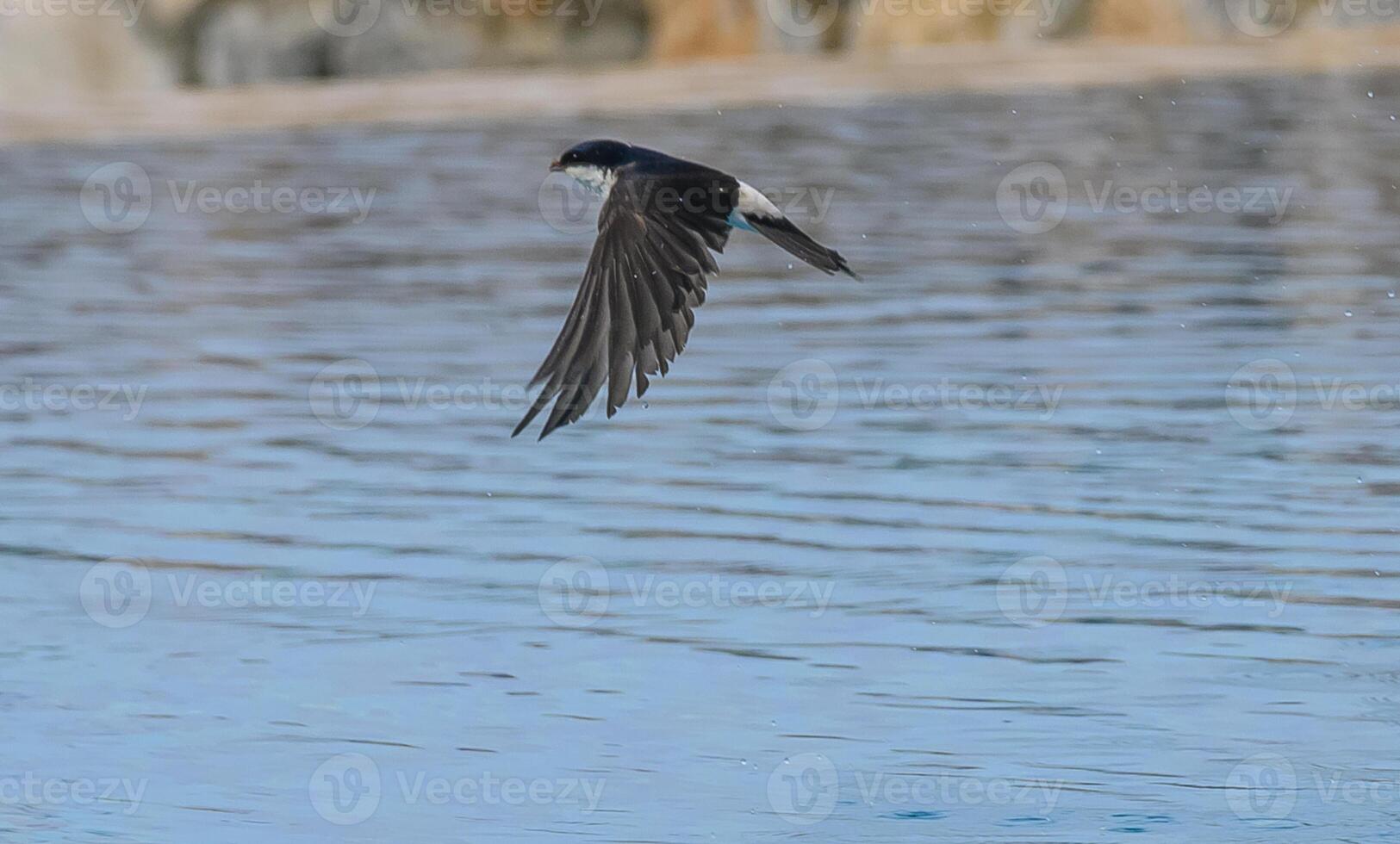 Swift bird gliding over tranquil waters at dusk, capturing the beauty of nature in motion near the lakeside photo