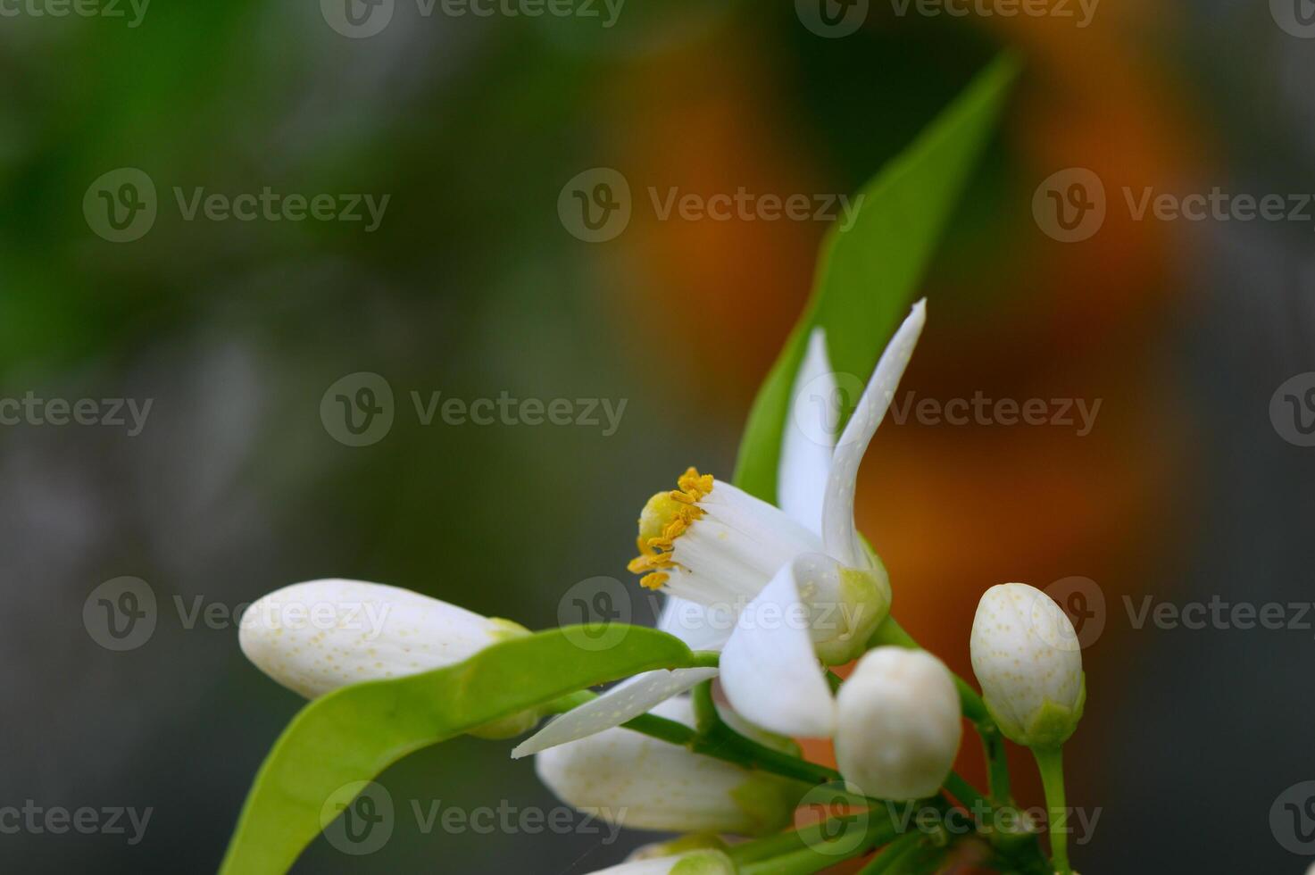 Delicate white citrus blossoms adorn vibrant greenery in an enchanting spring garden setting photo
