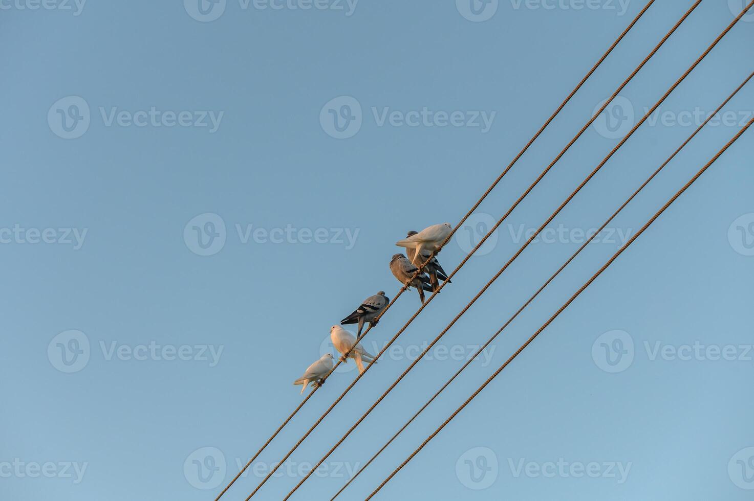 Birds perched on power lines against a clear blue sky during a bright day in a tranquil neighborhood photo