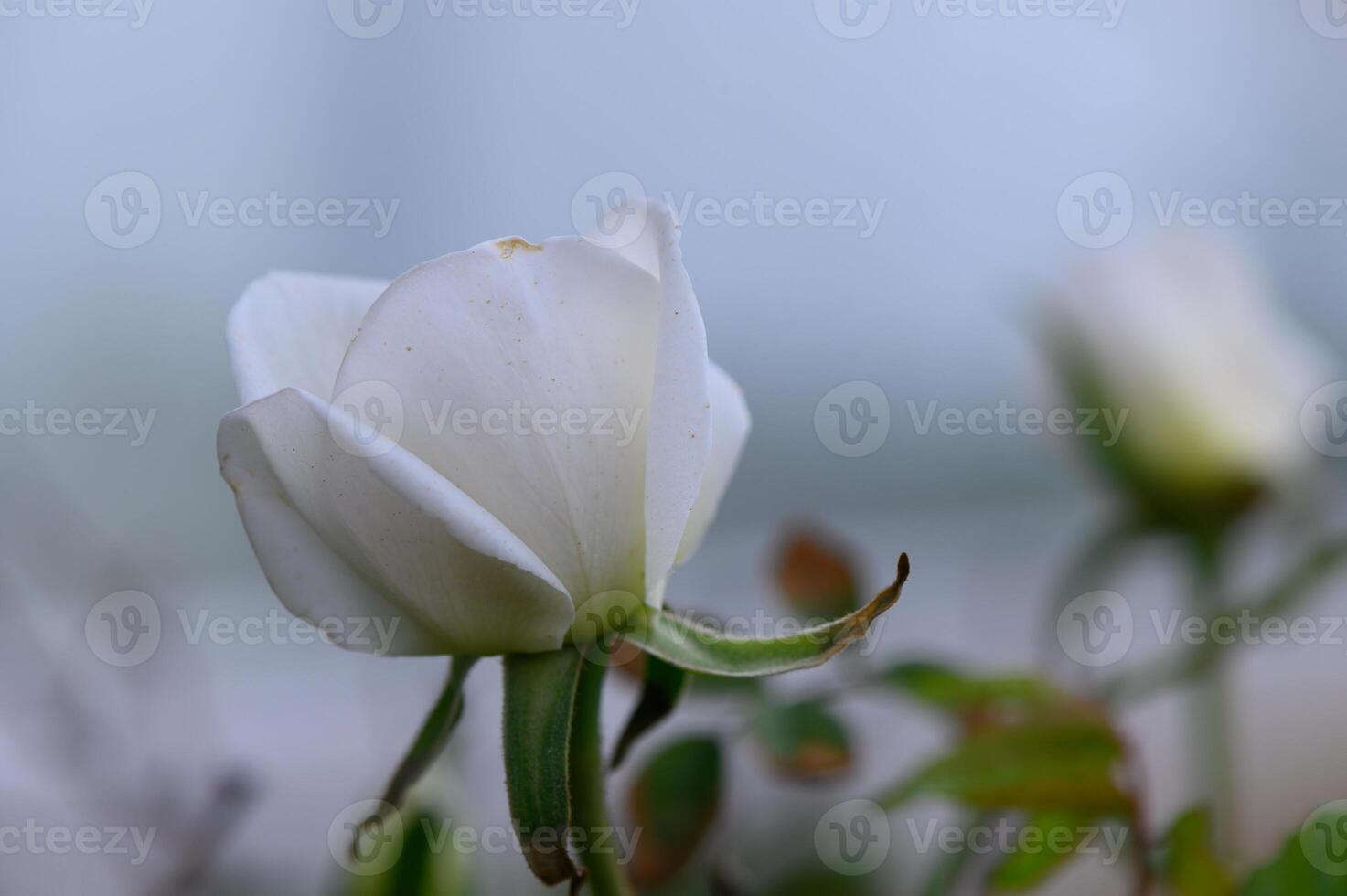 Beautiful white rose blooming softly in a tranquil garden at dawn brings nature's elegance to life photo