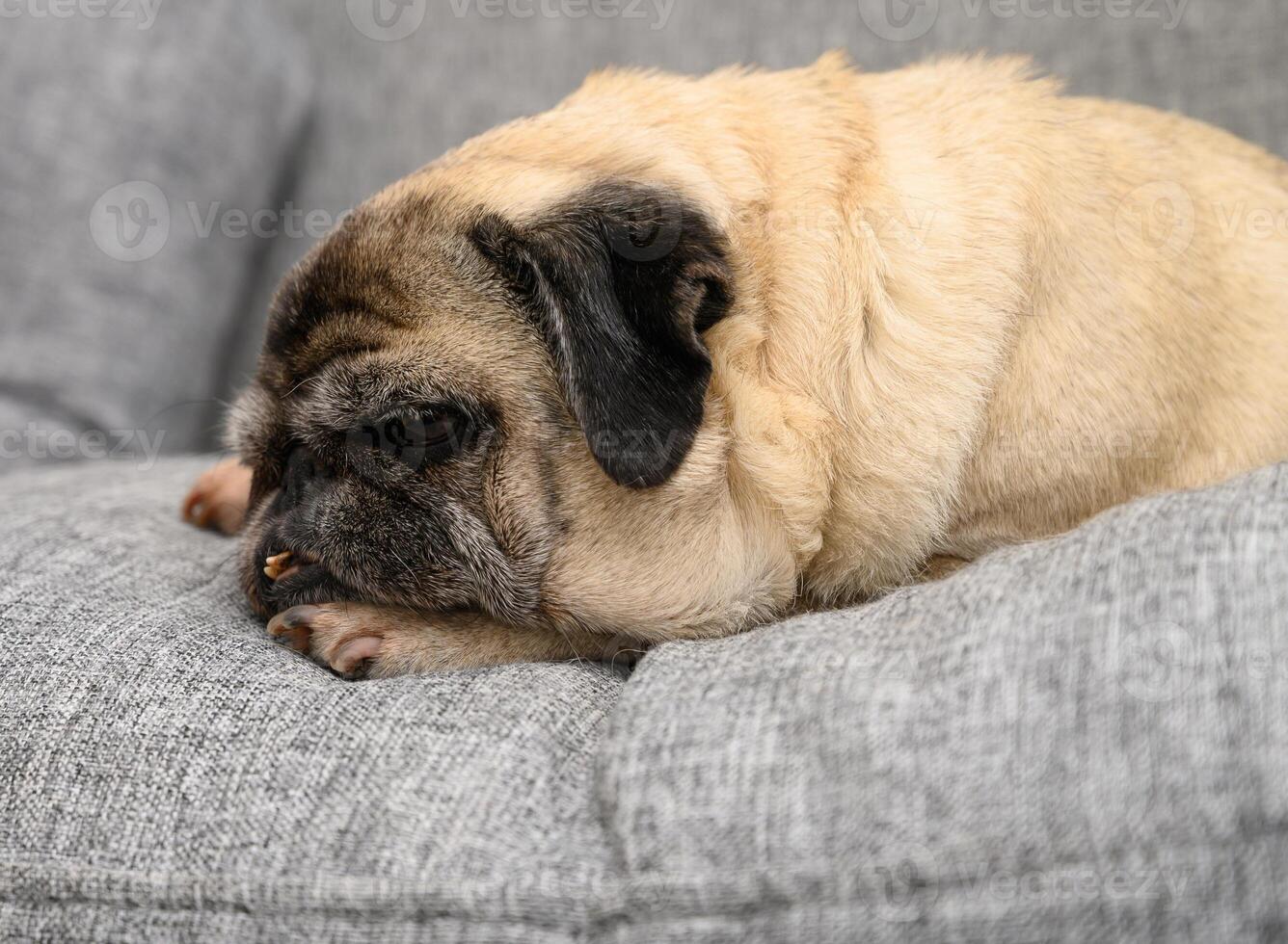 Charming pug rests peacefully on a cozy gray couch, capturing the essence of comfort in a serene living space photo
