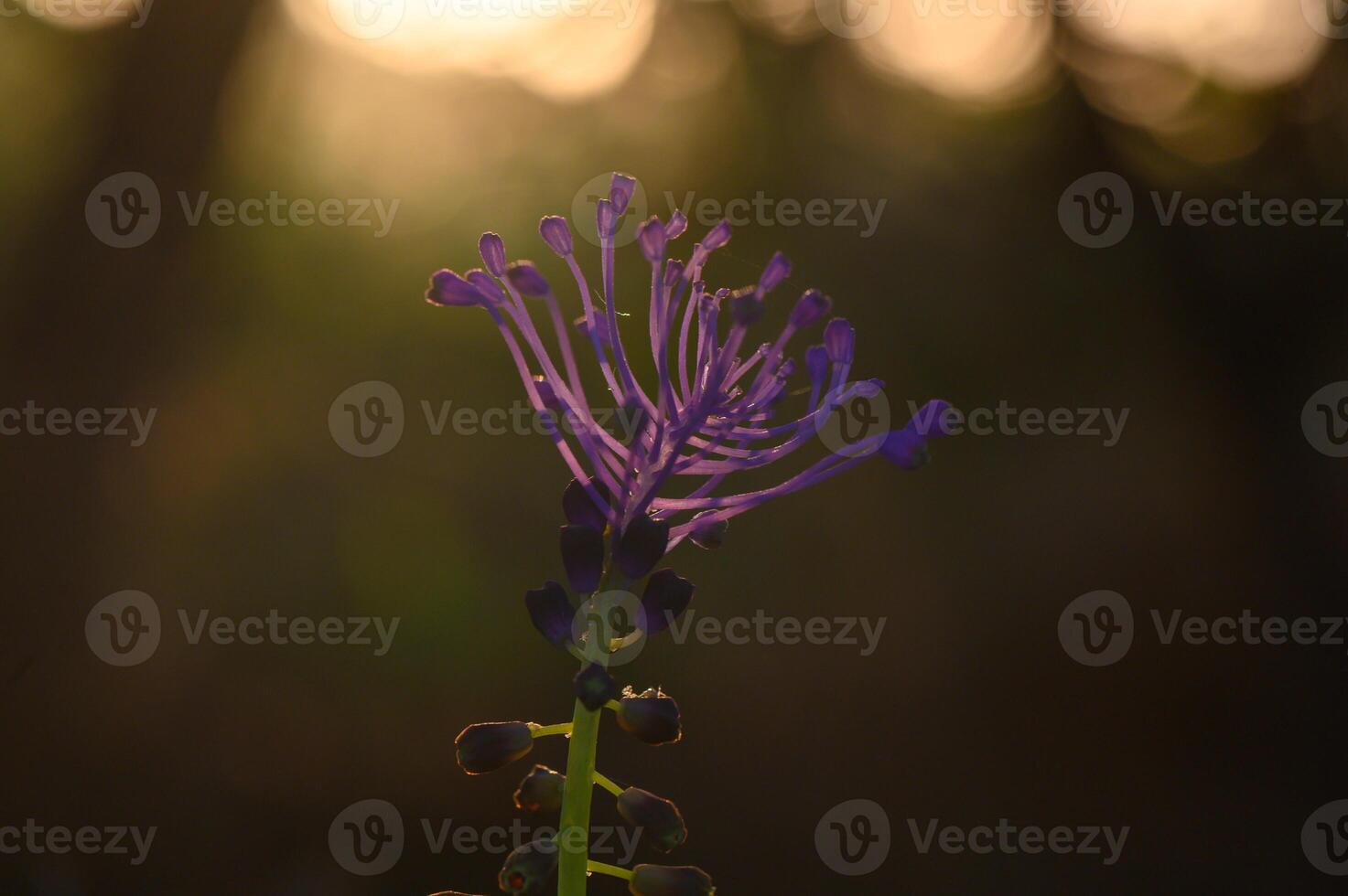 Delicate purple flower reaching for the golden light of sunset in a tranquil natural setting photo