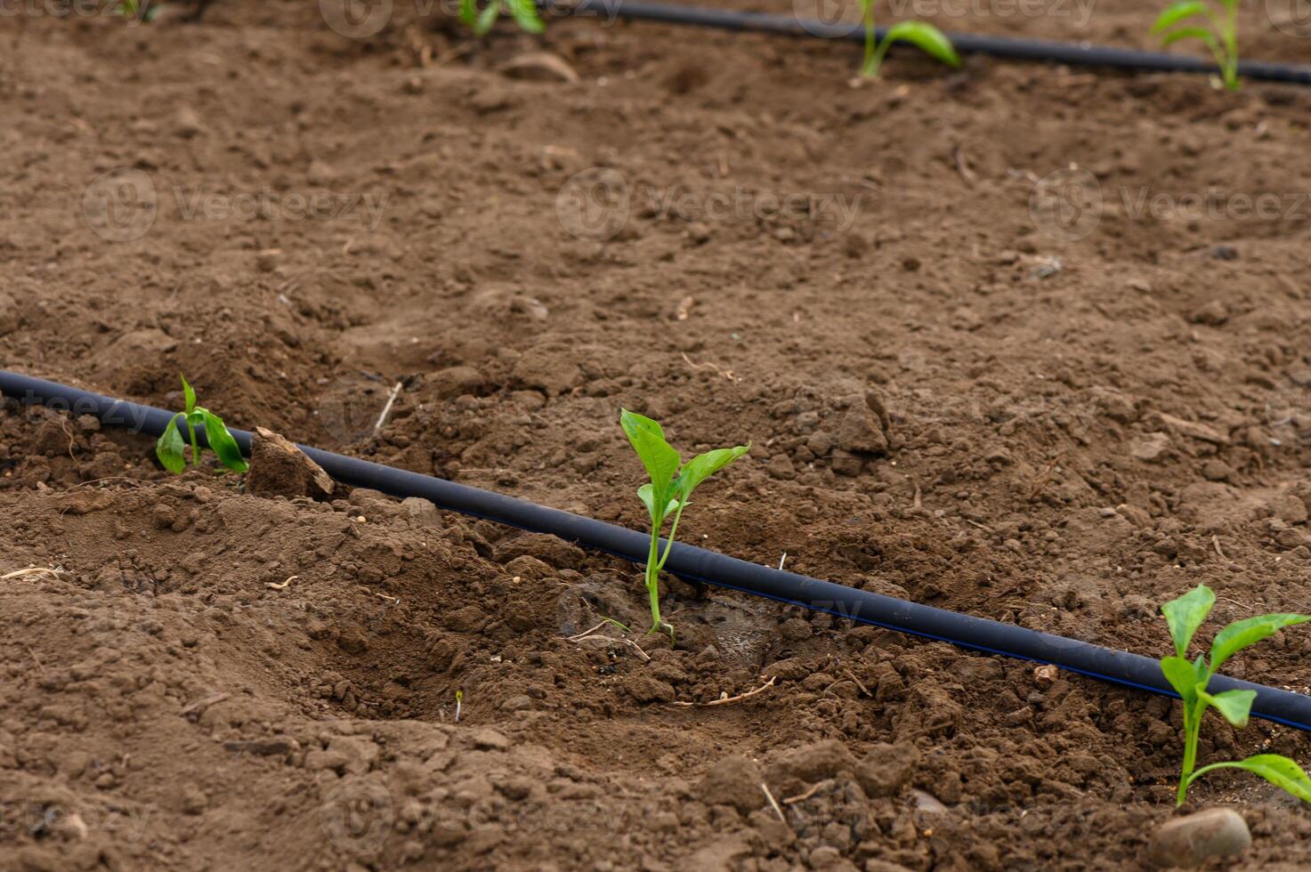 Freshly planted seedlings thrive in rich soil under the warm sun of early spring in a vibrant garden photo