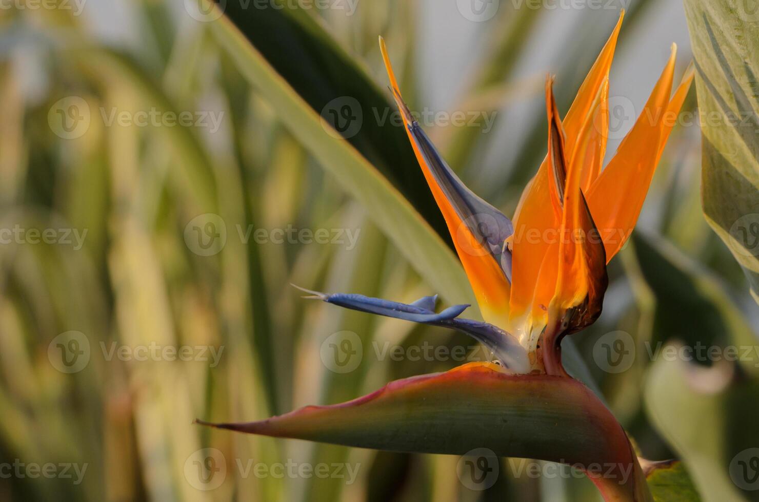 Vibrant bird of paradise flower stands out amidst lush greenery at sunset photo