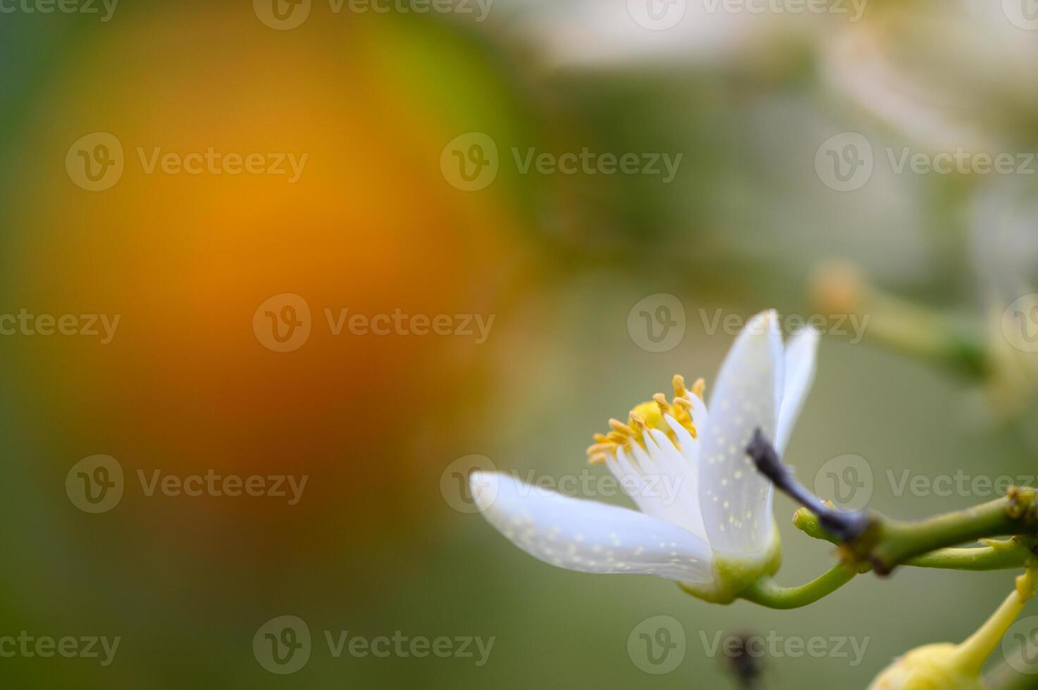 Delicate white flower blooms against a softly blurred background of vibrant colors at golden hour photo