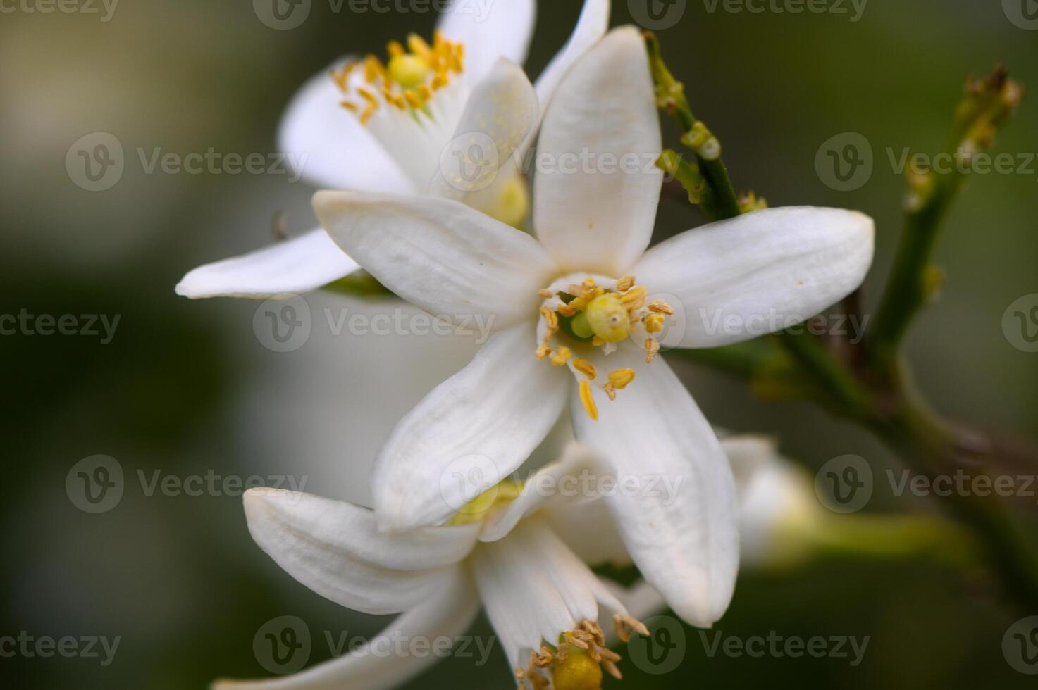 Delicate white flowers bloom gracefully among lush green leaves in a tranquil garden setting during springtime photo