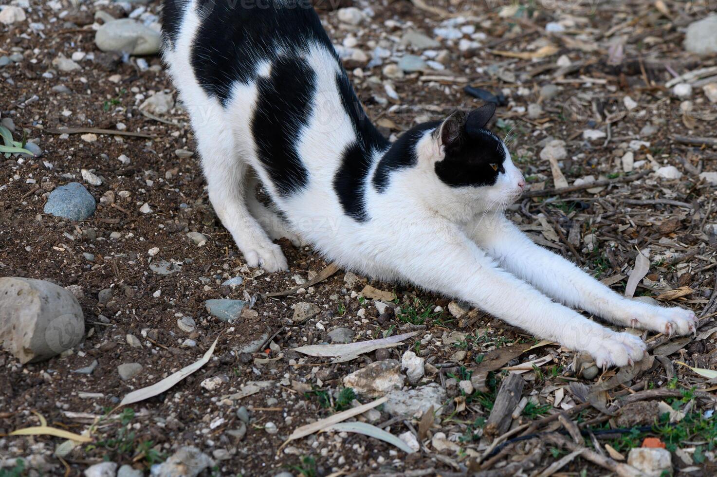 Stretching black and white cat enjoys the warm sun on a gravel pathway in a serene outdoor setting during late afternoon photo