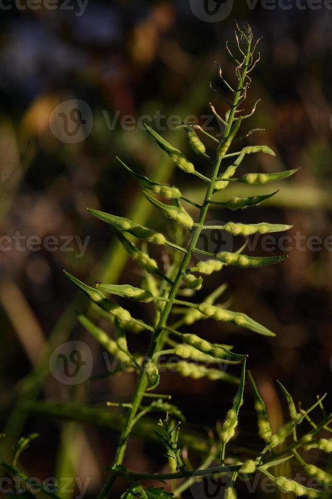 Delicate green fern displaying intricate leaf patterns in soft evening light photo