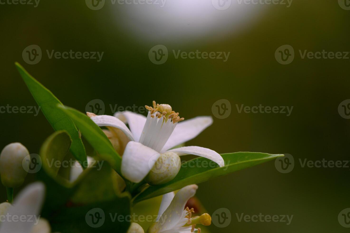 Delicate white citrus blossom captured in the warm glow of a late afternoon sun, showcasing nature's quiet beauty and intricate details photo
