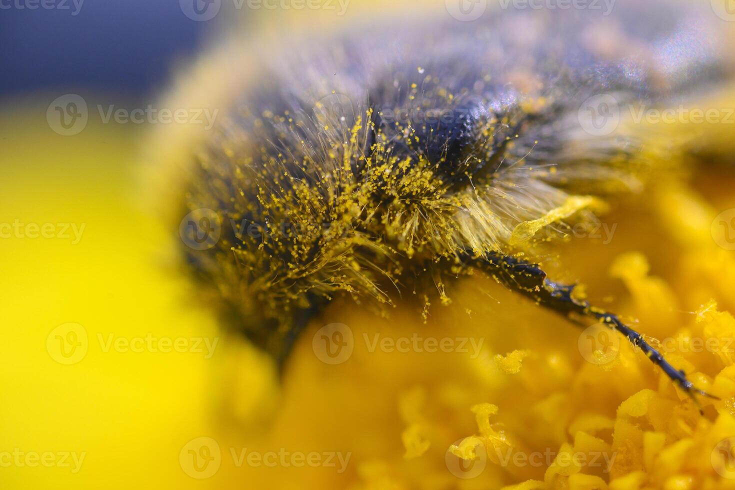 Golden pollen clings to a bumblebee as it gathers nectar from vibrant yellow flowers in a sunlit garden photo