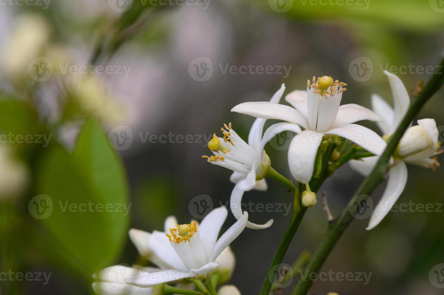 Delicate white citrus blossoms bloom vibrantly among lush green foliage on a sunny day in an enchanting garden photo
