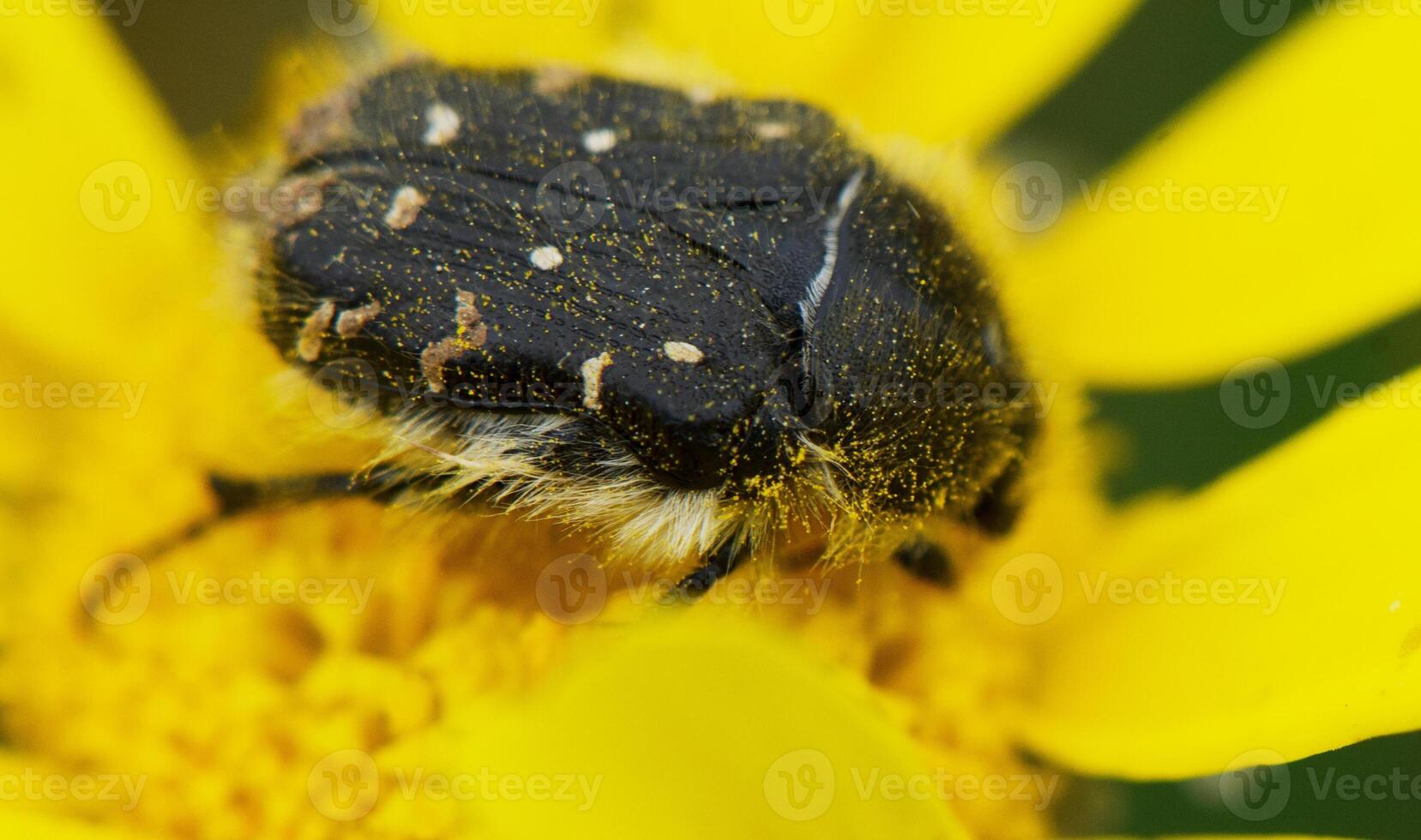 Polinating insect rests on vibrant yellow flower during a sunny spring afternoon in a blooming garden photo