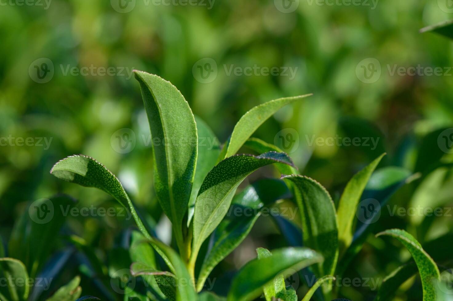 Lush green tea leaves thriving in the sunlight at a serene plantation in the countryside during a warm afternoon photo