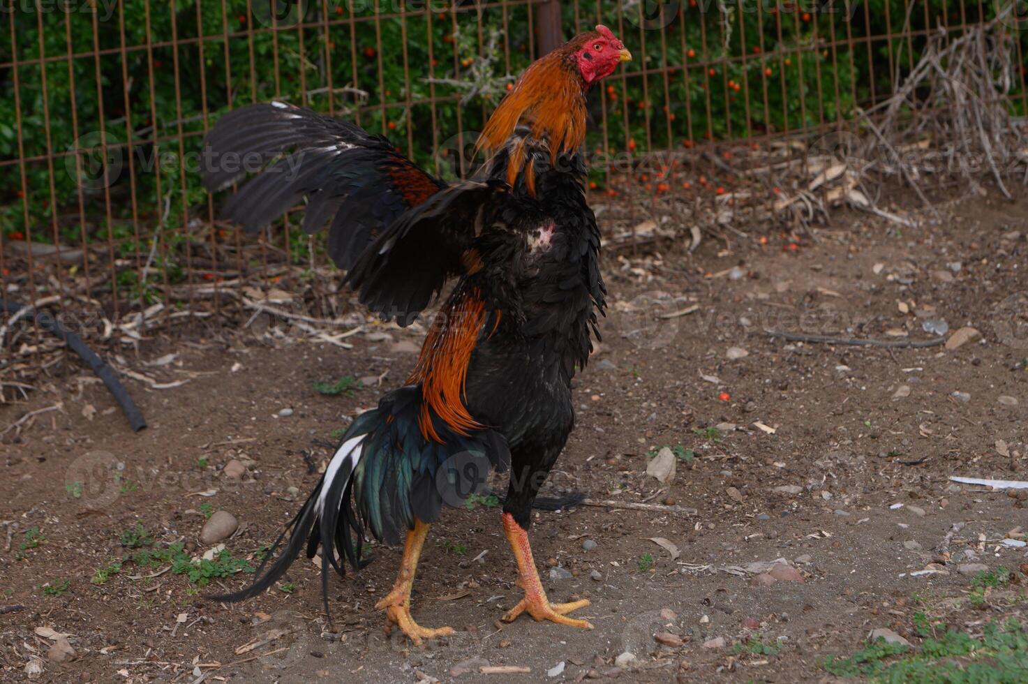 Majestic rooster displaying vibrant plumage in a rural farmyard under soft afternoon light photo