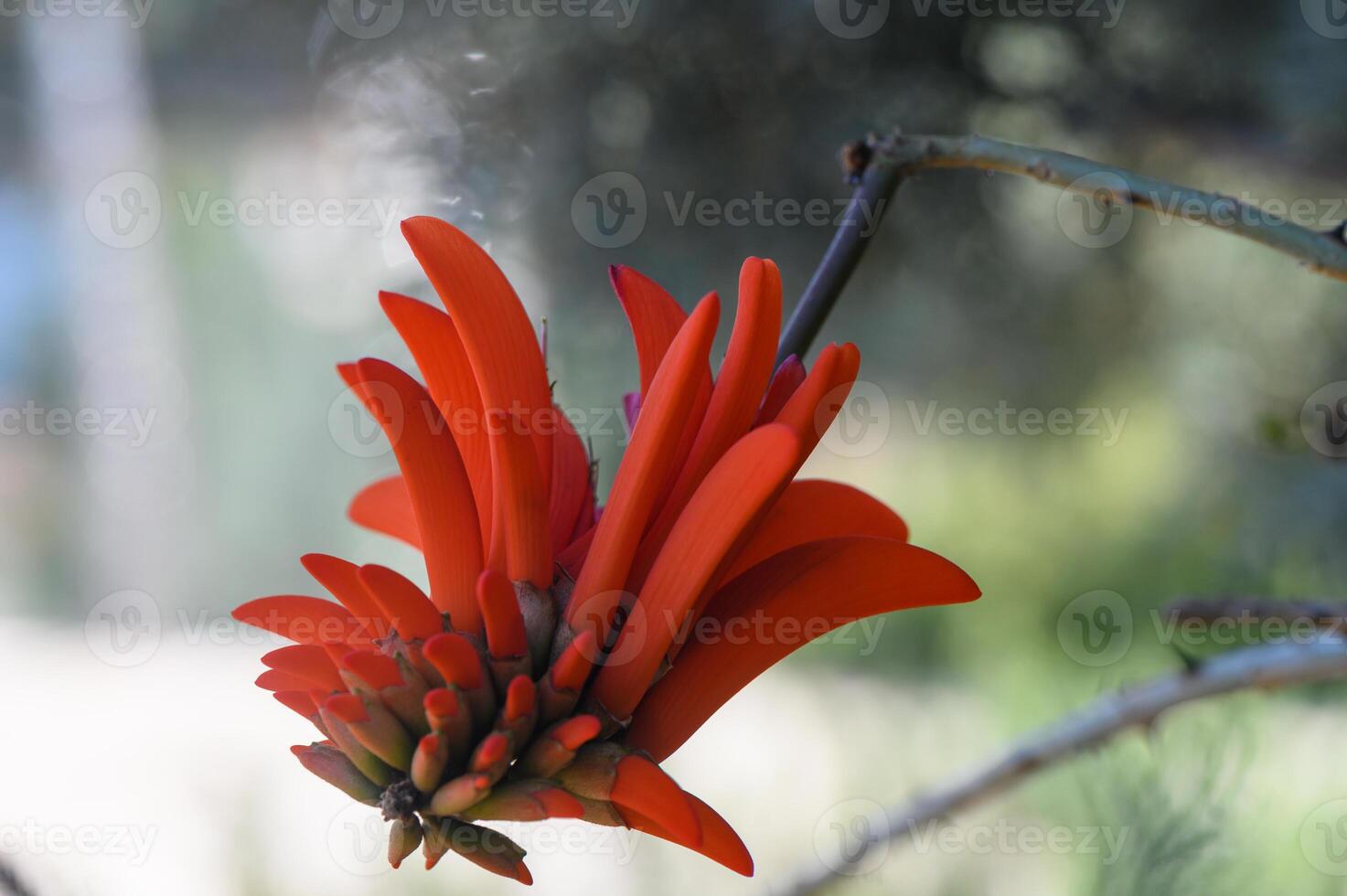 Vibrant red flower blooms amidst lush greenery in a serene botanical garden on a sunny day photo