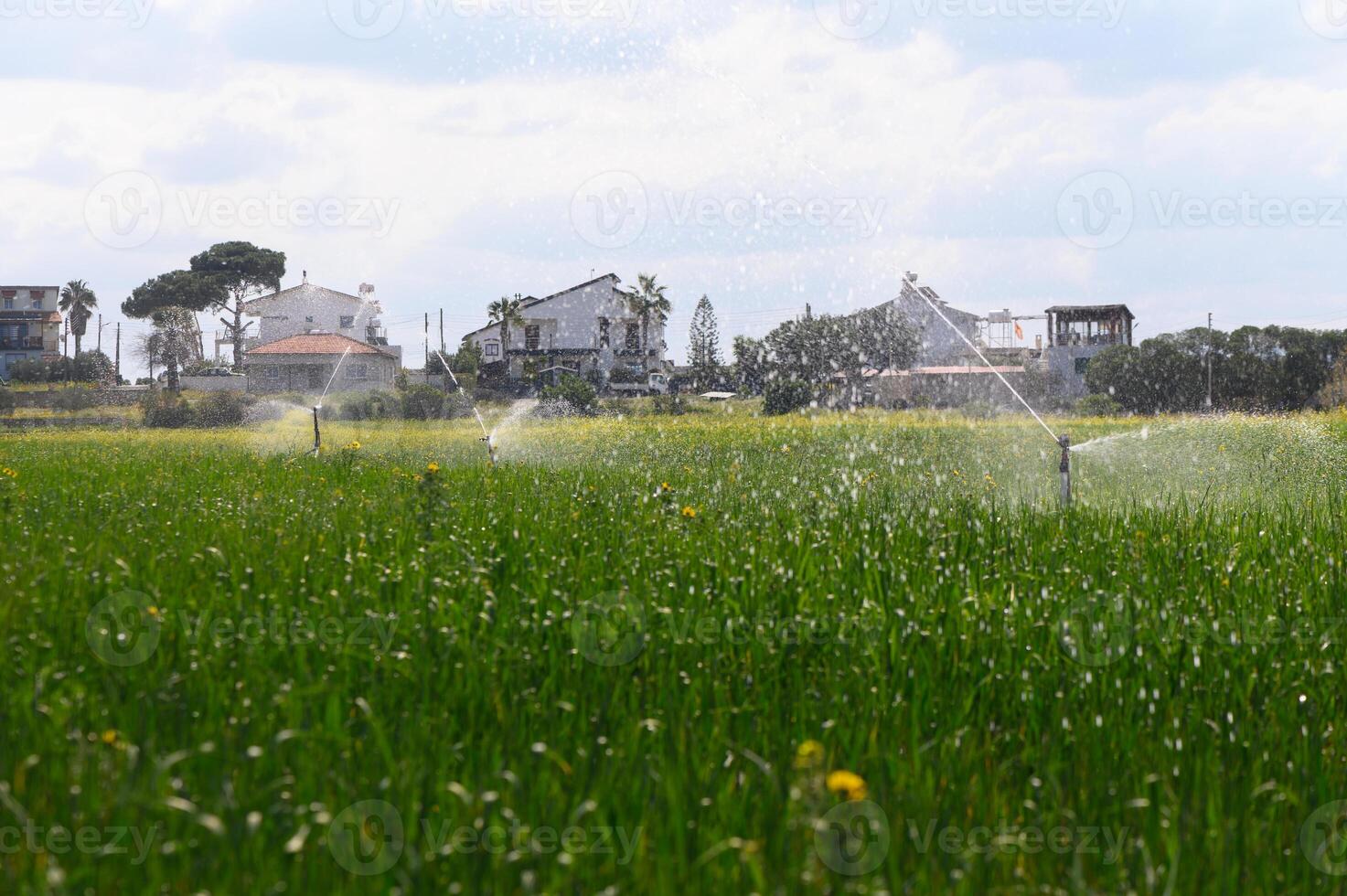 Lush green rice fields glitter under the sun while irrigation sprinkles water on the crops in a serene rural setting photo