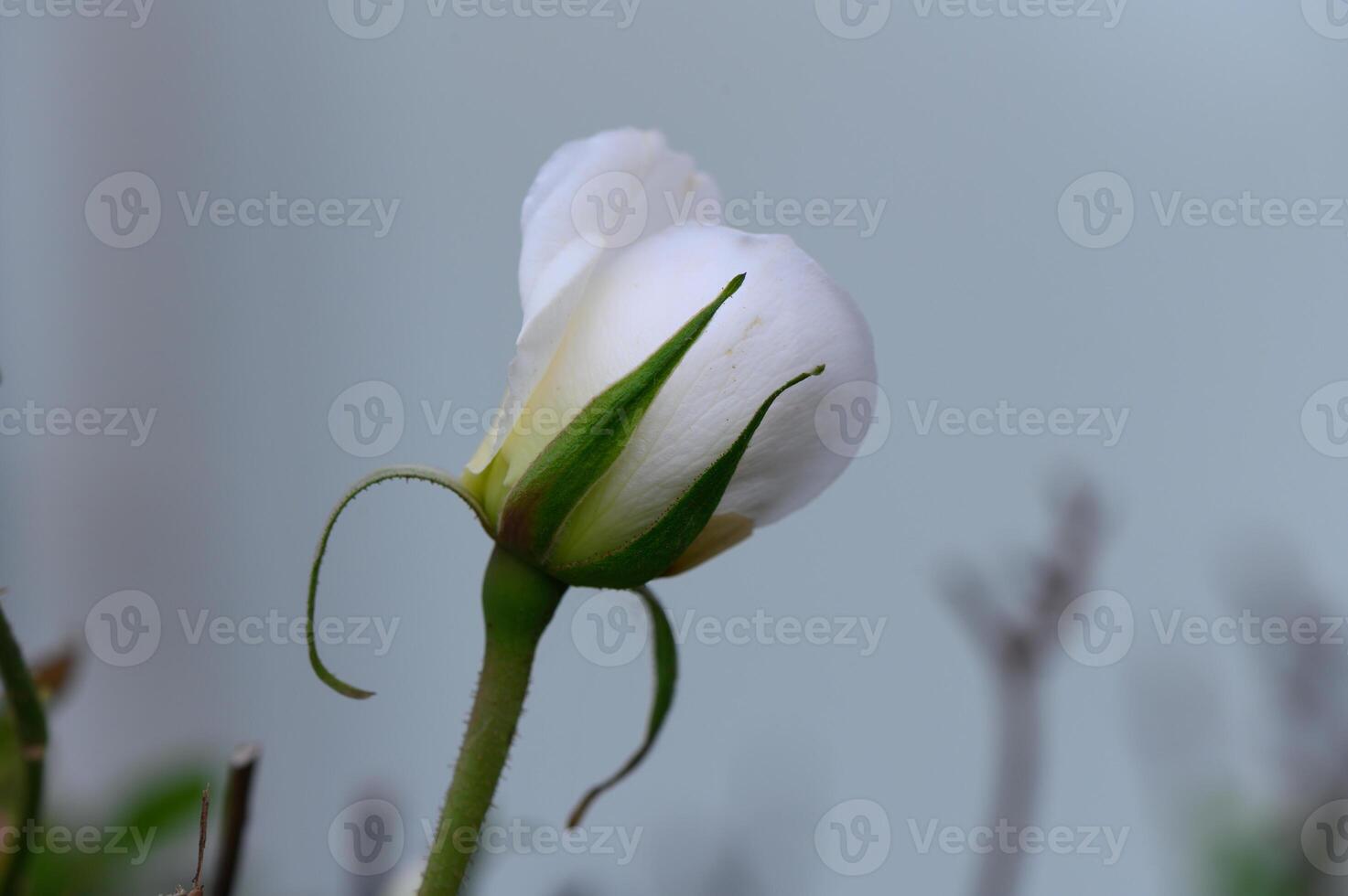 Delicate white rosebud blooming softly in a garden on a serene afternoon photo