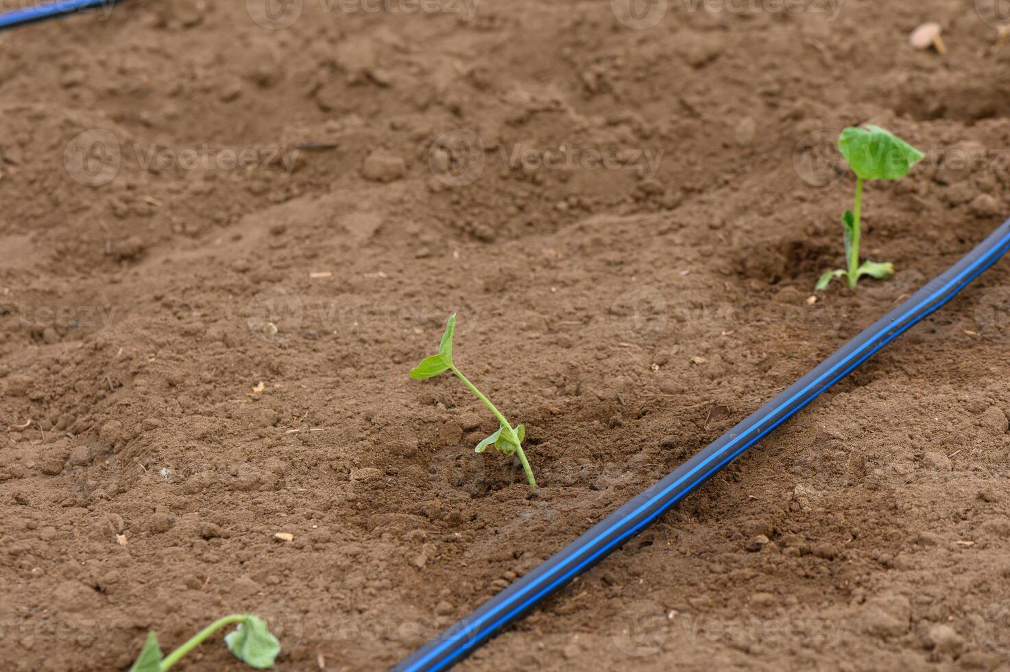 Fresh green seedlings sprouting from rich soil in an agricultural field during spring planting season photo