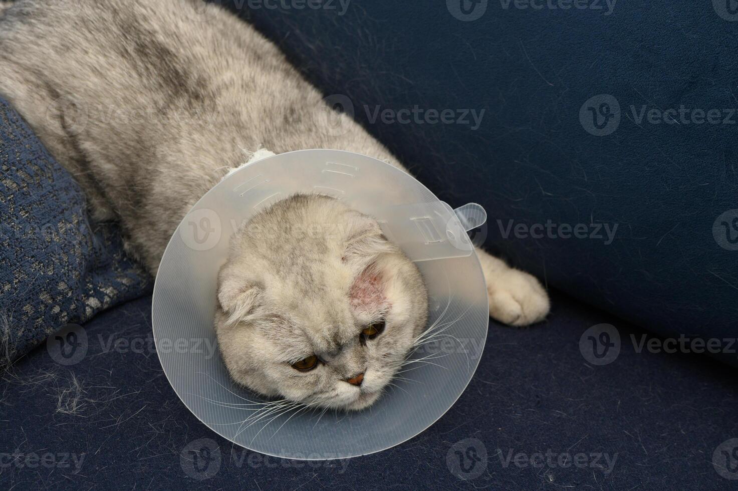 Cat recovering with a protective collar resting comfortably on a cozy blue couch after a veterinary visit photo