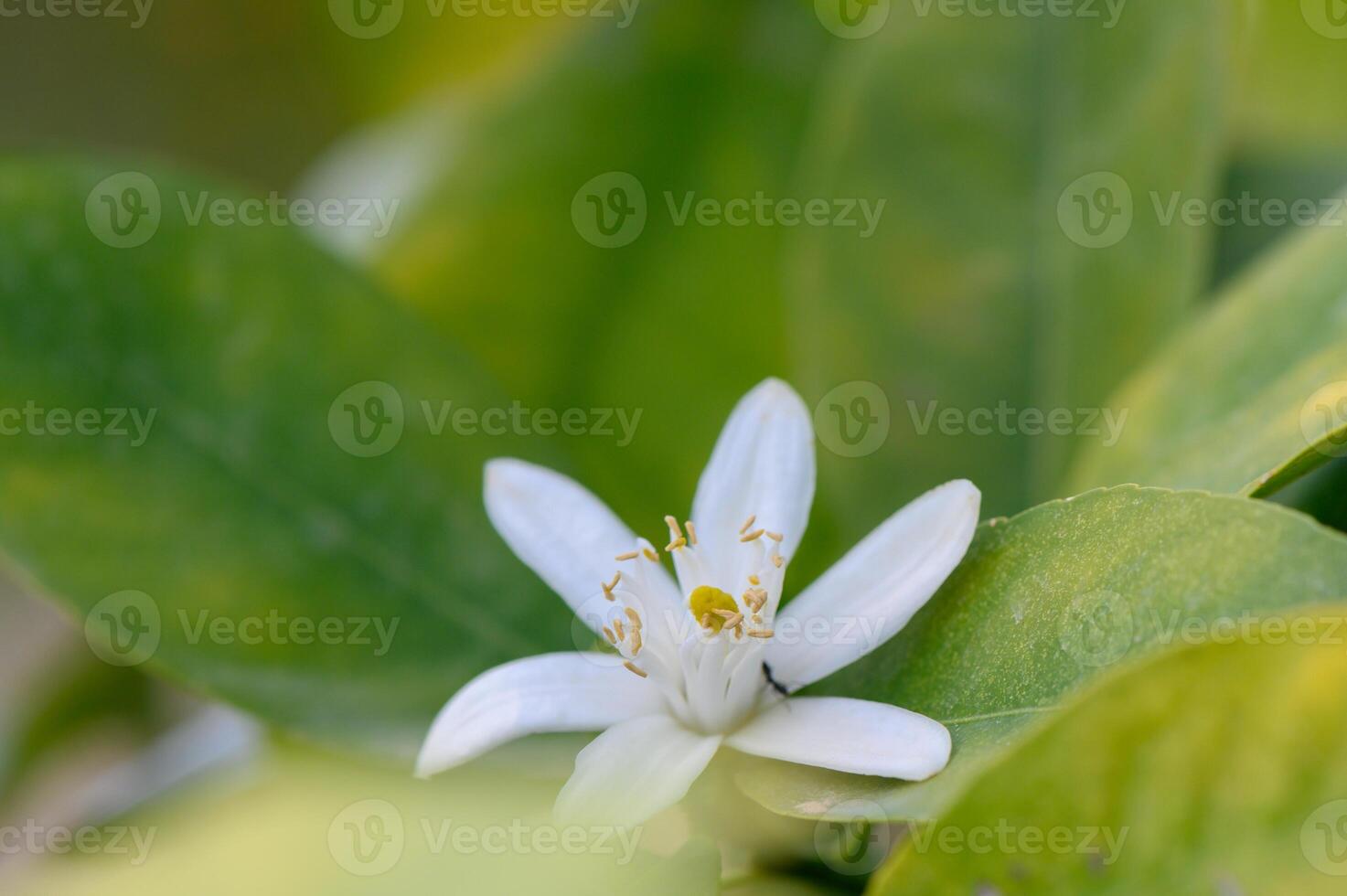 Delicate white citrus flower blooms amidst vibrant green leaves in a tranquil garden setting during springtime photo