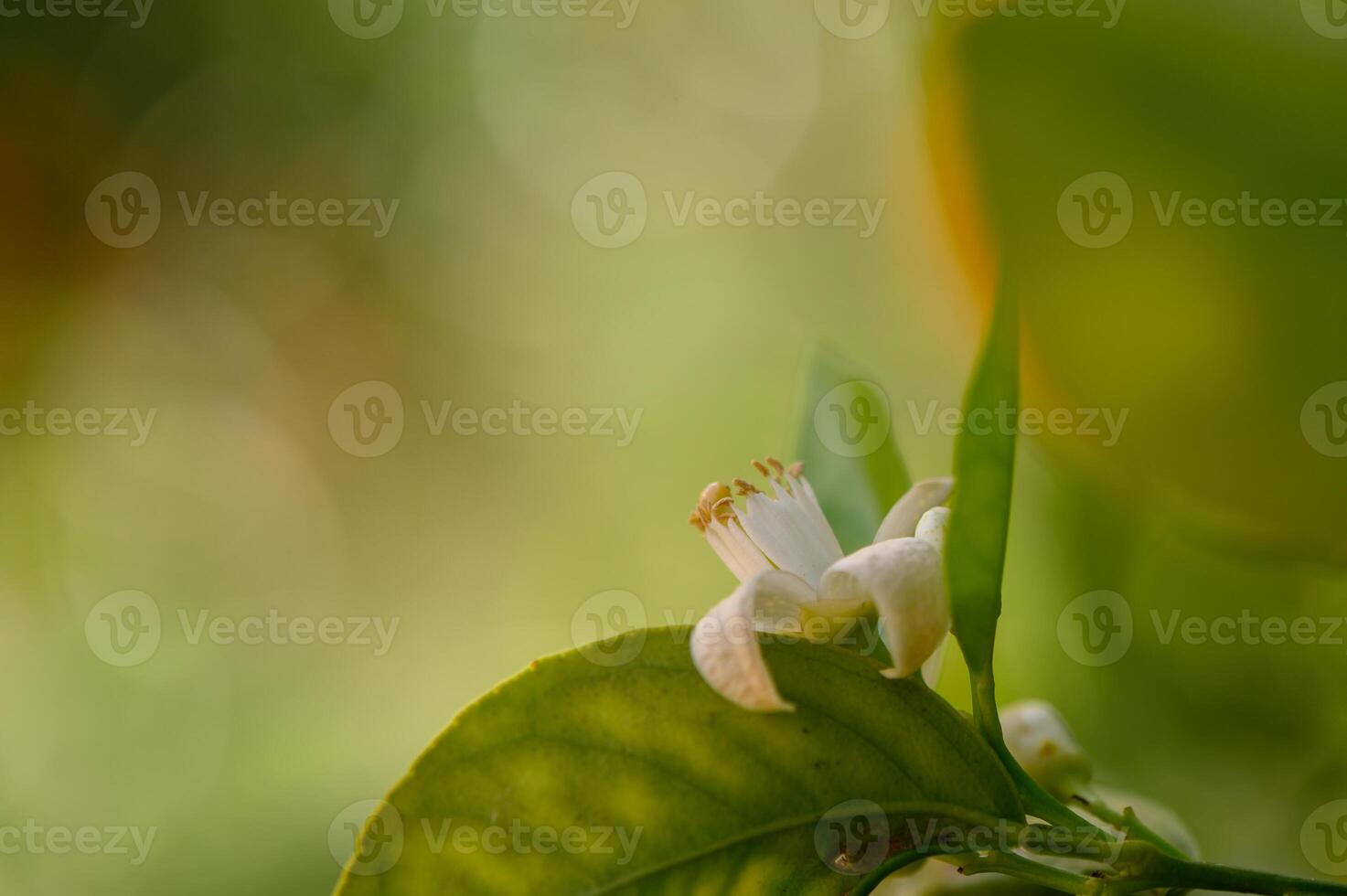 Blossoms bloom quietly in a sun-drenched garden during the warm afternoon light of early spring photo