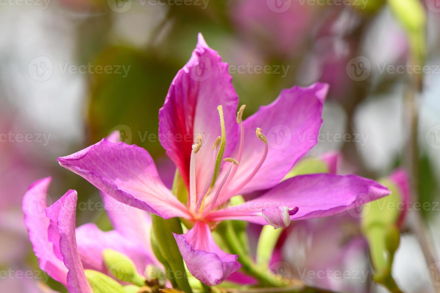 Vibrant pink blossoms bloom gracefully in a sunlit garden during the spring season showcasing nature's beauty and delicate craftsmanship photo