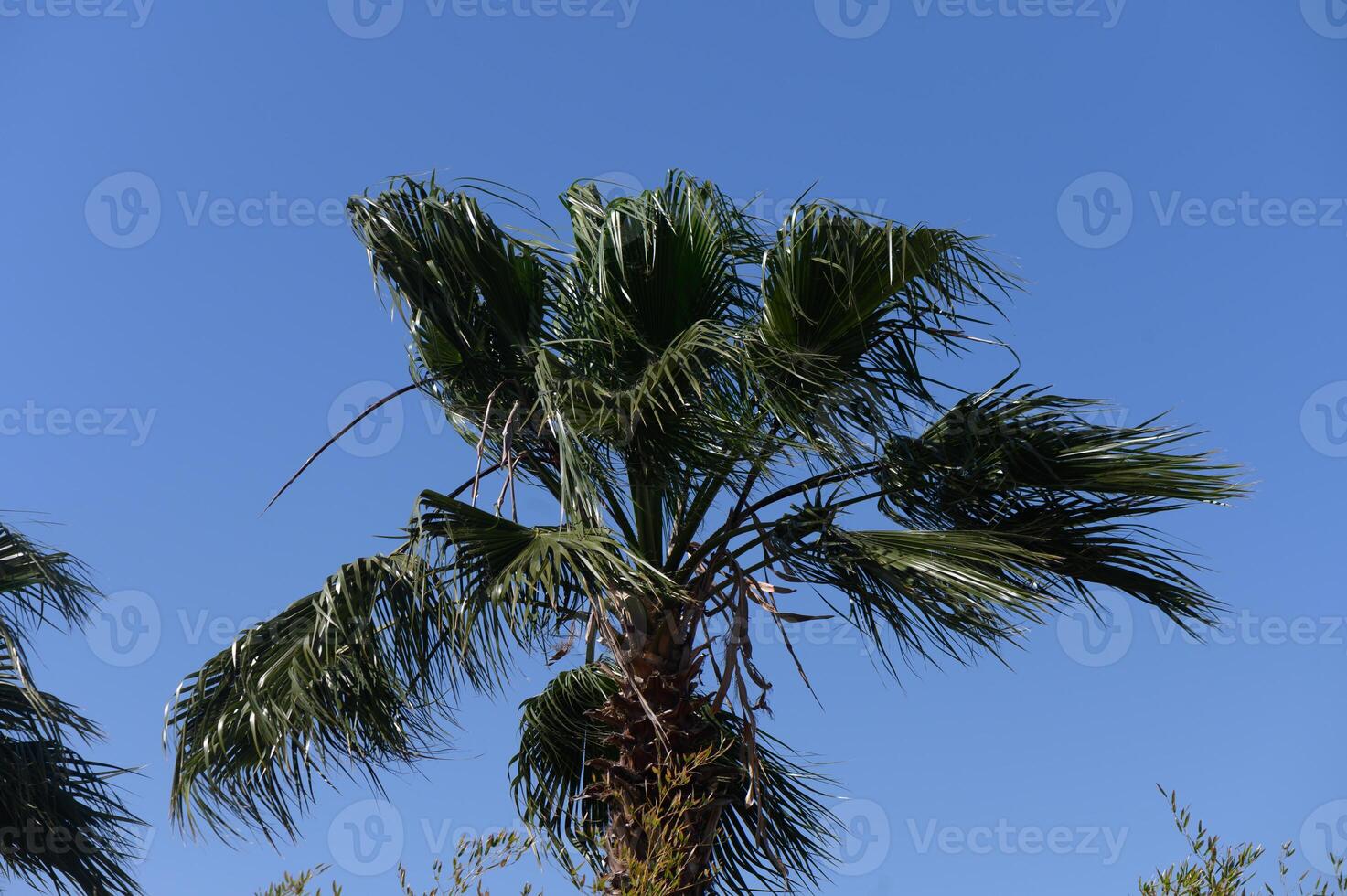 Vibrant palm tree sways gently under a clear blue sky in a sunlit tropical paradise, embodying relaxation and tranquility in nature photo