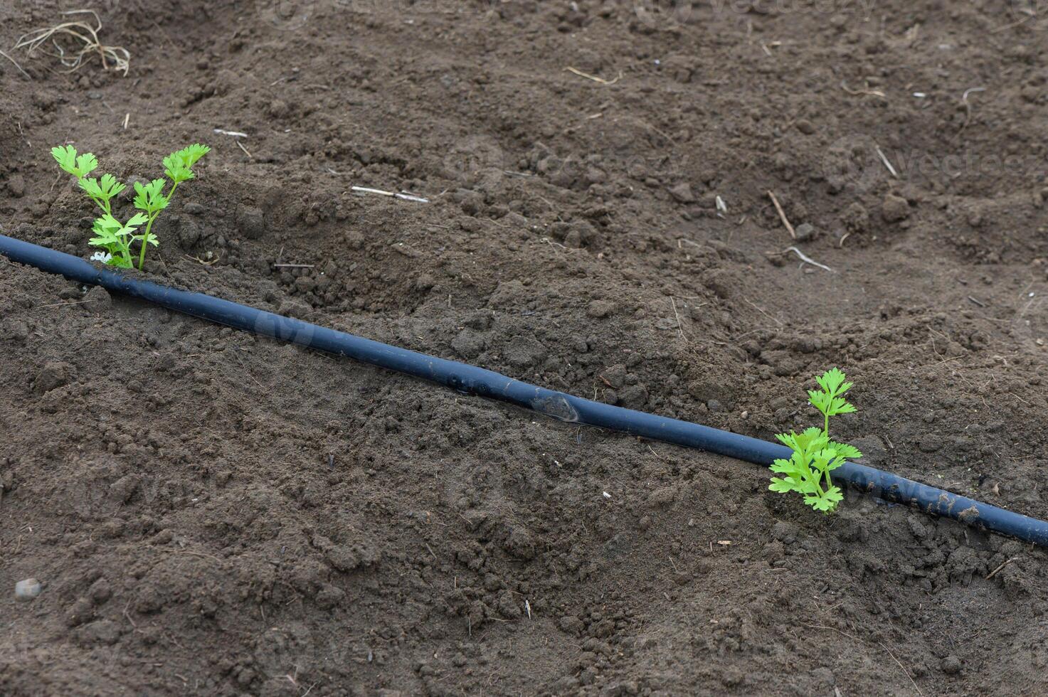 Fresh green shoots emerge from dark soil beneath a drip irrigation line photo