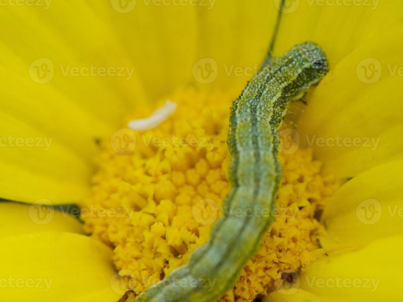 Green caterpillar explores the vibrant yellow blossom during a sunlit spring afternoon in a lush garden photo