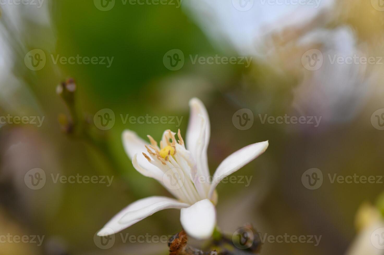 Blooming white flower captures the essence of spring in a natural garden setting filled with vibrant greenery photo