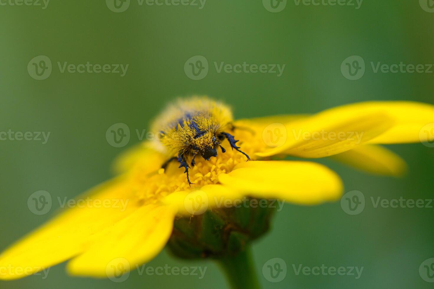 Close encounter with a busy bee pollinating a vibrant yellow flower in a sunlit meadow during a warm summer afternoon photo
