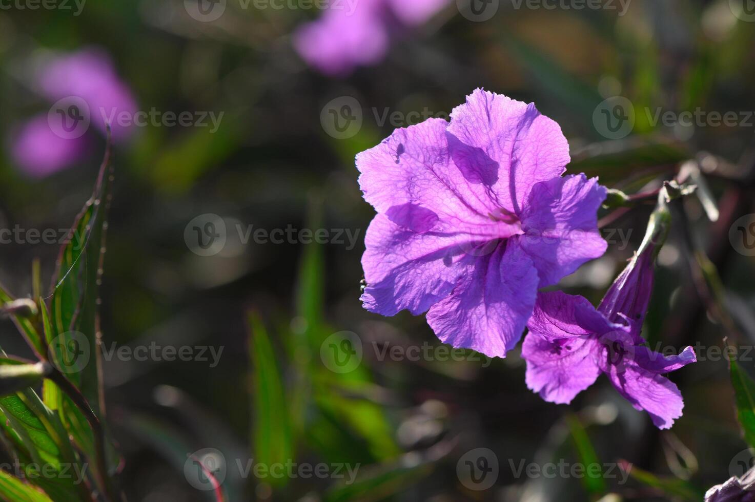 Vibrant purple flower blooming beautifully in a lush garden during a sunny afternoon photo