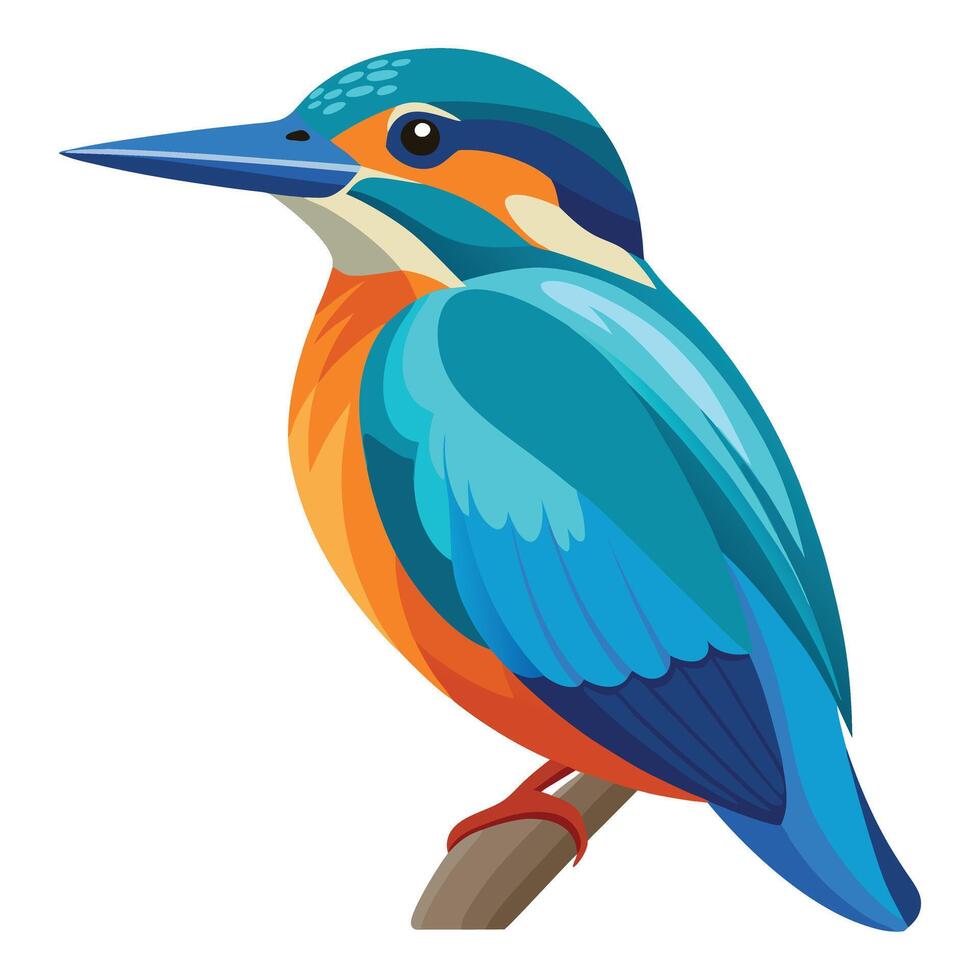 kingfisher bird illustration. vector