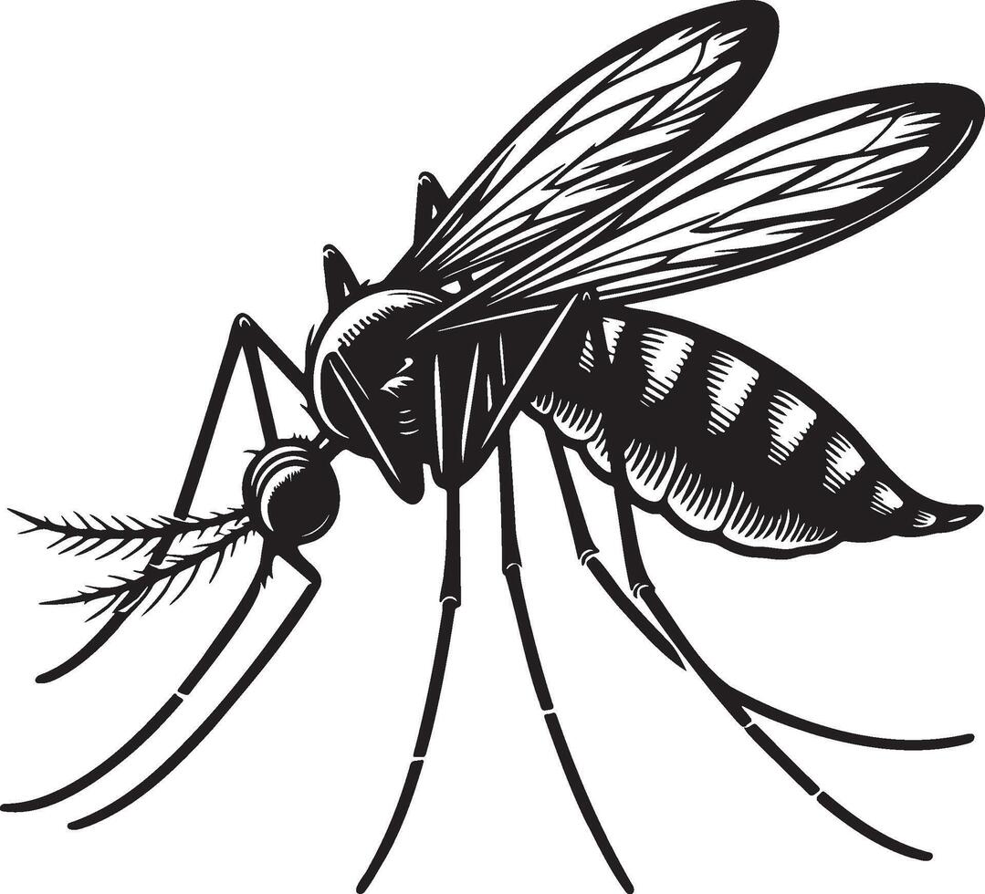 Mosquito Sketch Illustration. vector