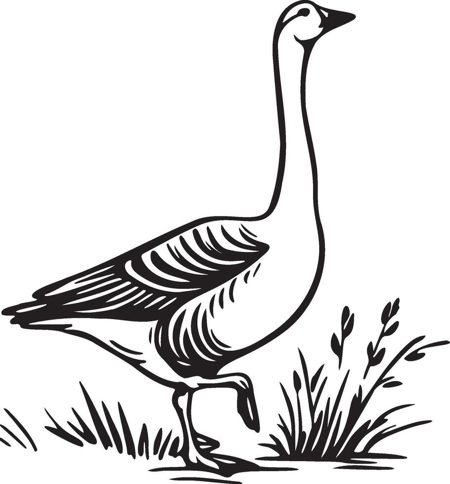 Wild Geese Illustration. vector