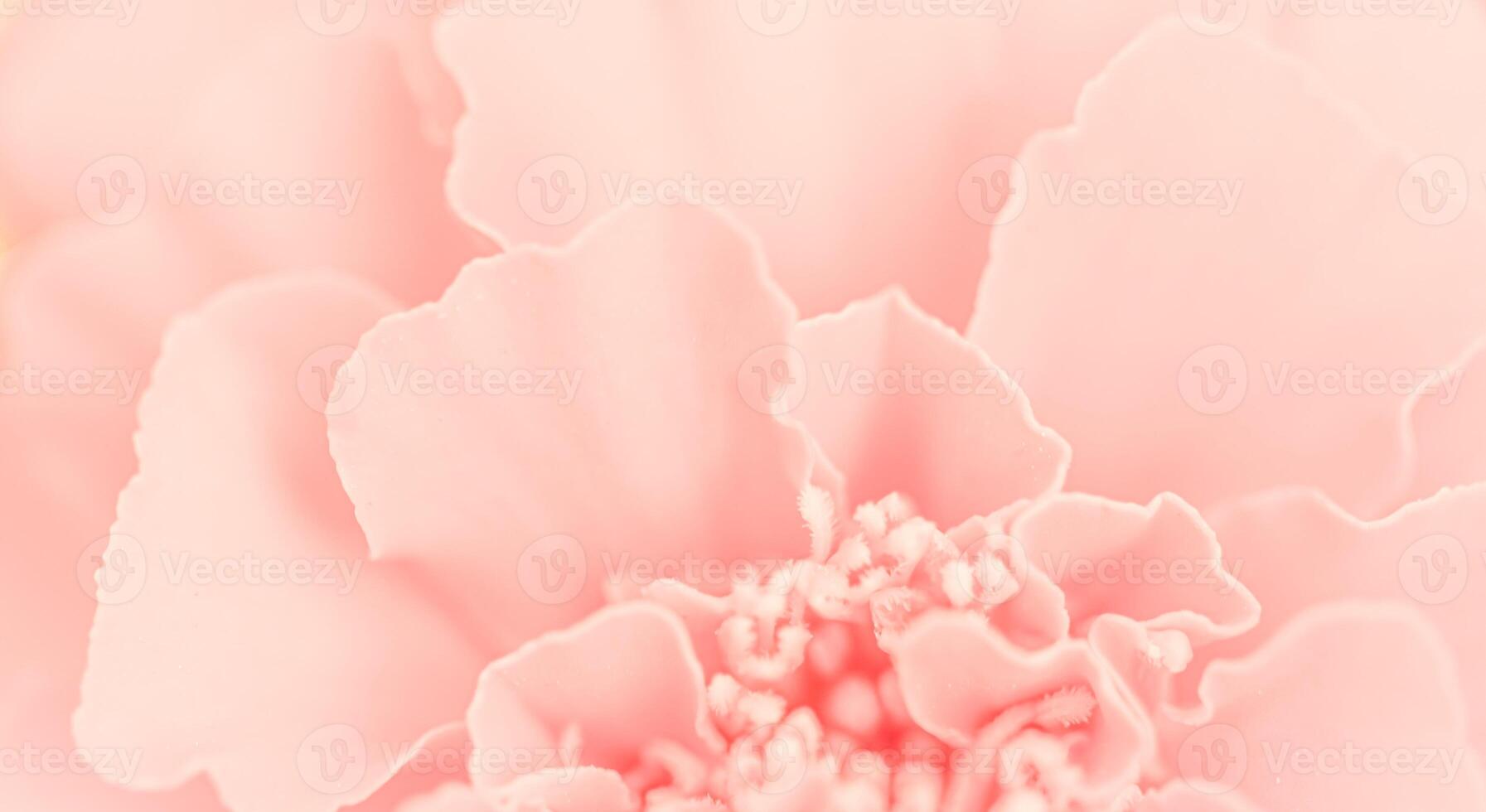 Close up beautiful pink flower petals. Floral background photo