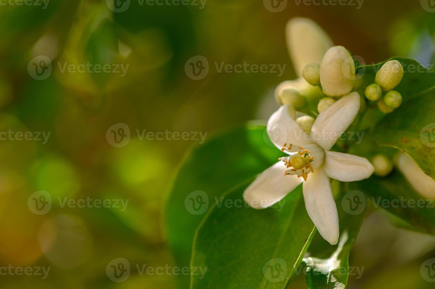 Citrus blossoms flourish under soft sunlight in a vibrant garden during spring photo