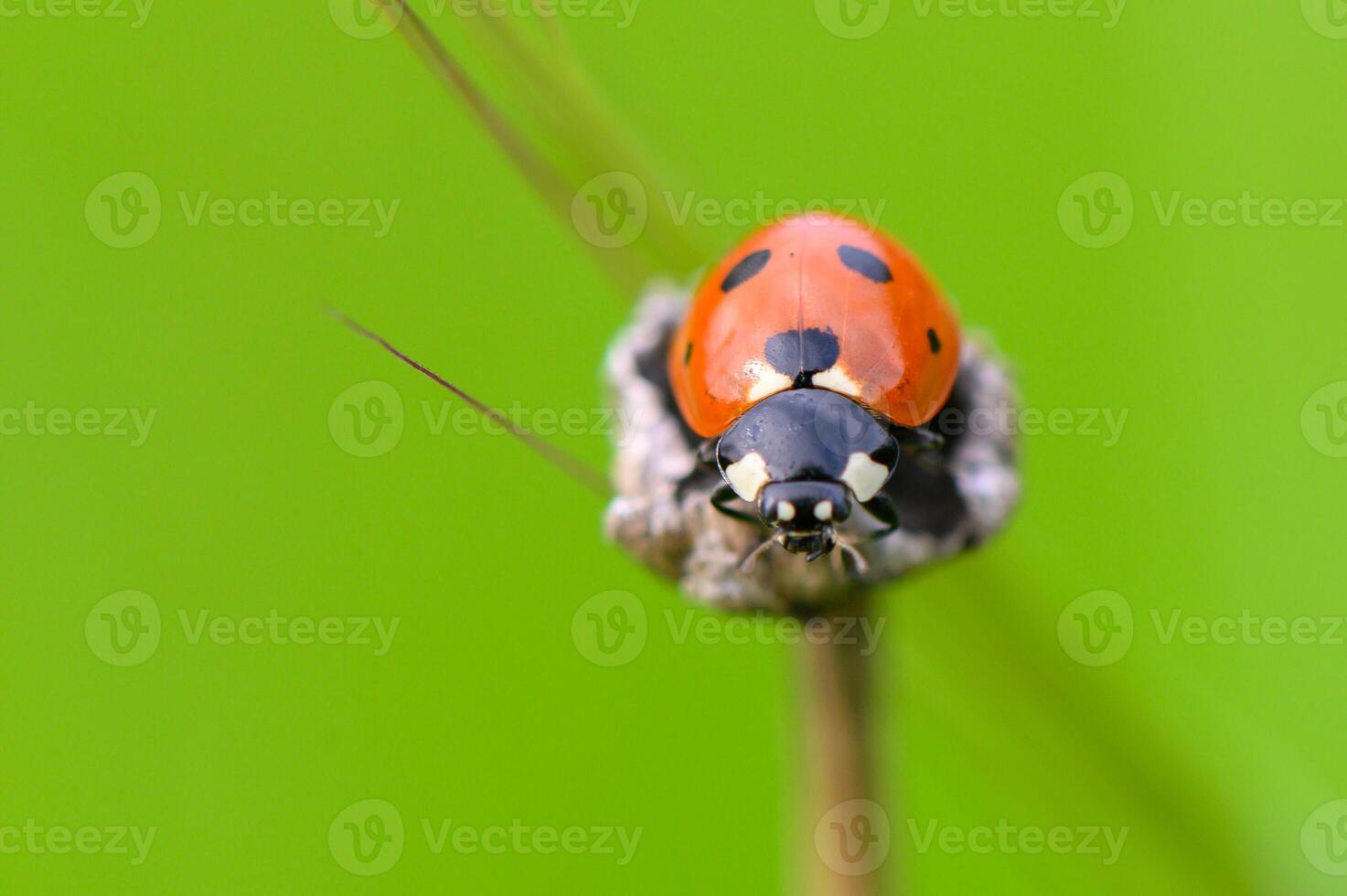 Delicate ladybug perched atop a tiny leaf in a vibrant green landscape during a sunny afternoon photo