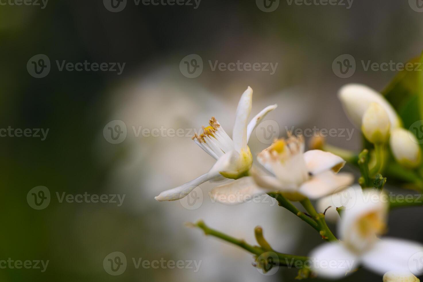 Delicate white citrus blossoms bloom in a vibrant garden as spring awakens nature's beauty photo