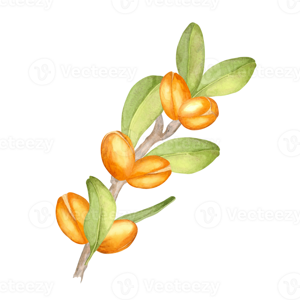 An argan branch adorned with orange fruits and fresh green foliage. Botanical watercolor clipart. Perfect for designing botanical patterns, eco-packaging, or wellness-themed merchandise png