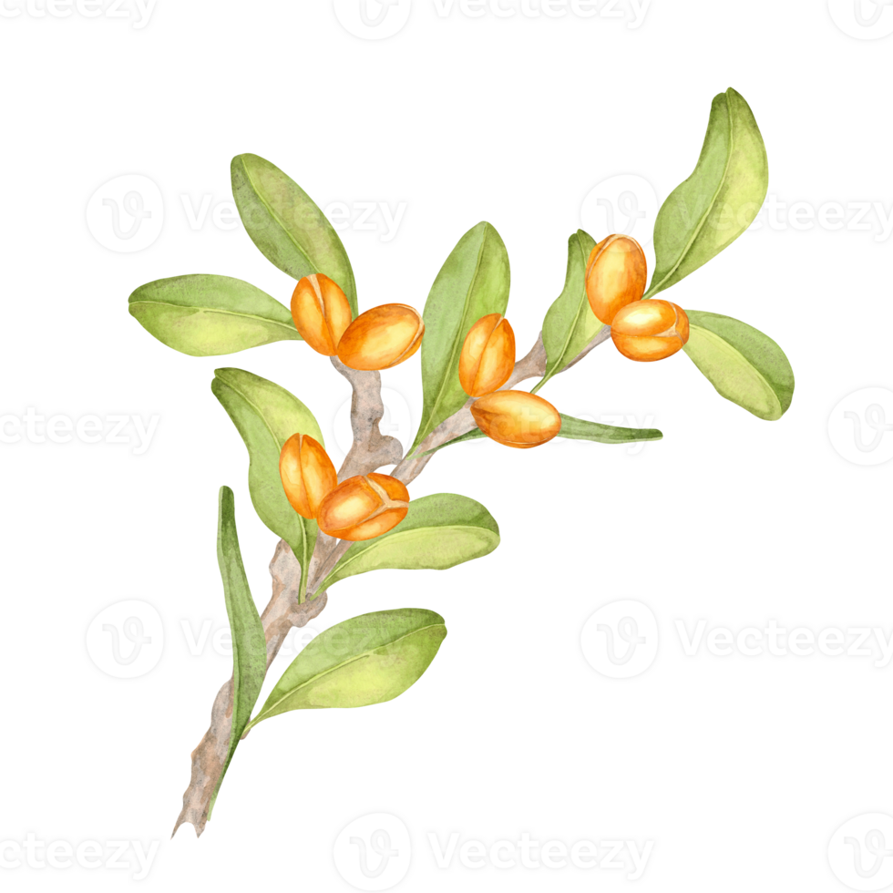 A vibrant botanical watercolor clipart featuring an argan branch with clustered orange fruits and soft green leaves. Suitable for creating nature-inspired packaging, labels, or digital artwork. png
