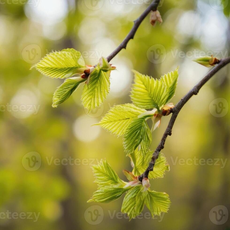 close up of a tree branch with young green leaves. The leaves are delicate, with pronounced veins. The blurred background creates the feeling of a spring landscape photo