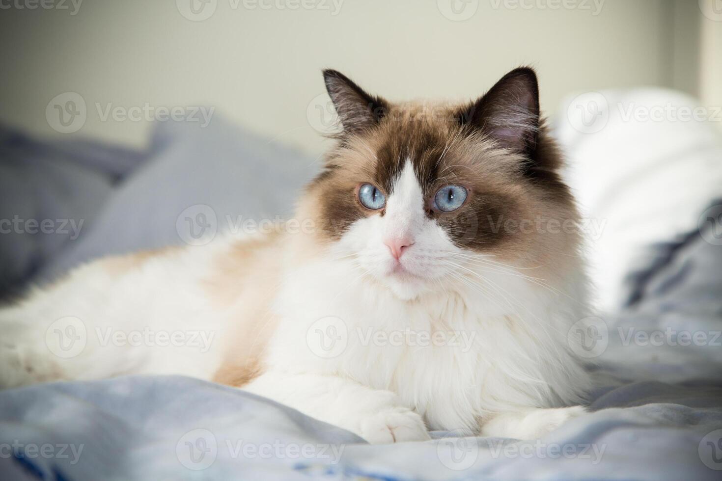 Ragdoll cat. big fluffy cat lying on bed, ragdoll breed photo
