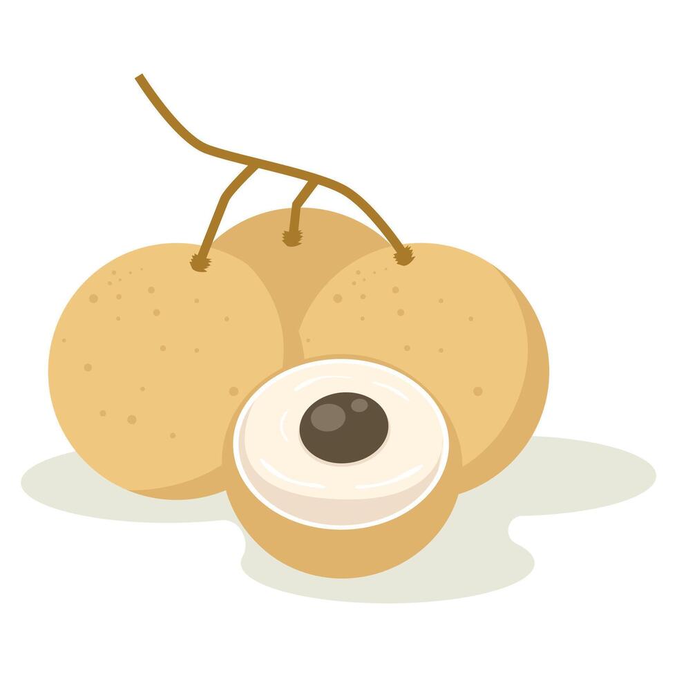Close-up of Longan Fruits on a Branch, One Cut Open, Showing Seed and White Flesh vector