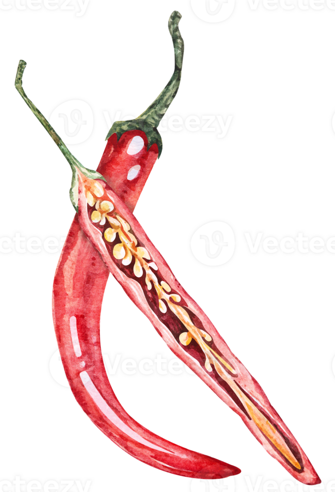 Red hot chili pepper.Painted with watercolors.Ingredients for cooking png