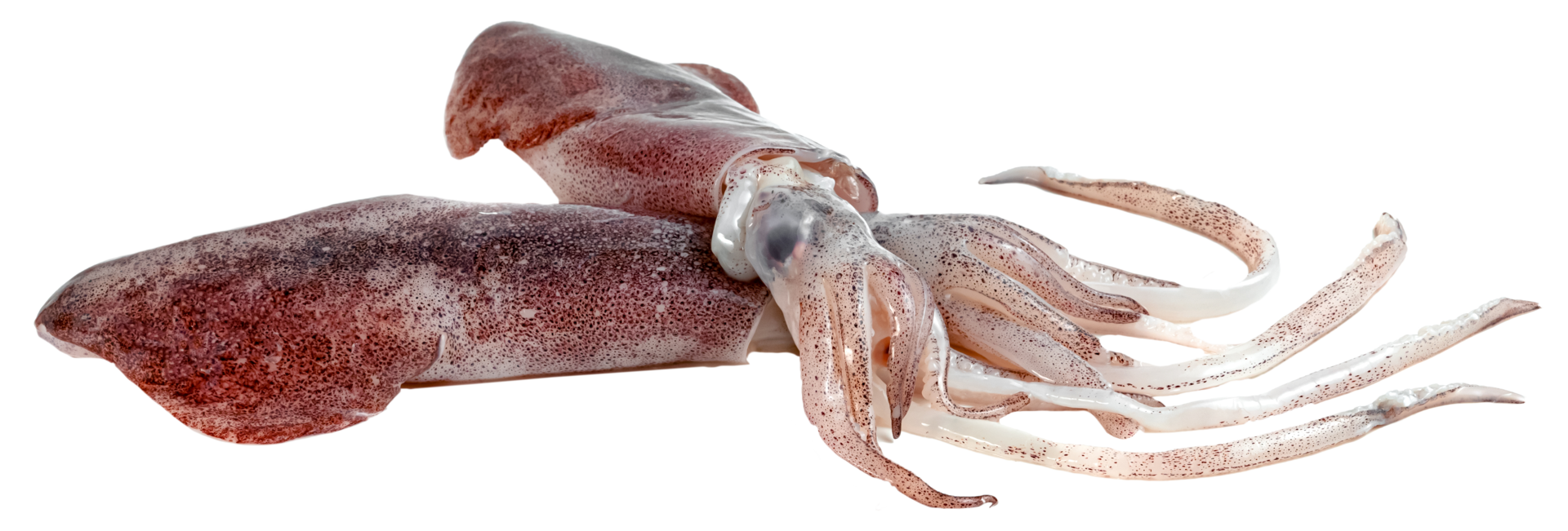 raw squid isolated png